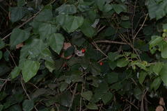 Erythropalum scandens